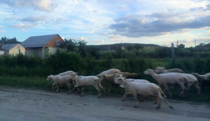 Road Simferopol to Sudak, Sheep